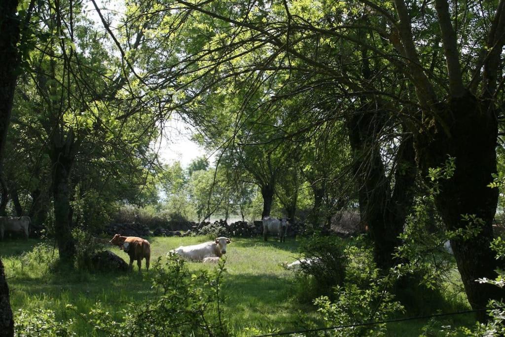 Casa Rural La Fresneda De Tenzuela Segovia Ngoại thất bức ảnh